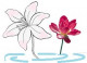 Lotus / Lily Pond